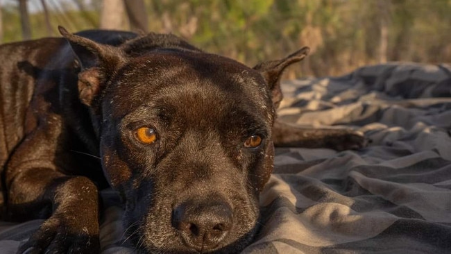 Leo (a Pitbull X Staffy). Picture: Wayne Dawson / Supplied