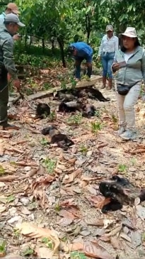 Dead monkeys dropping from trees in Mexico