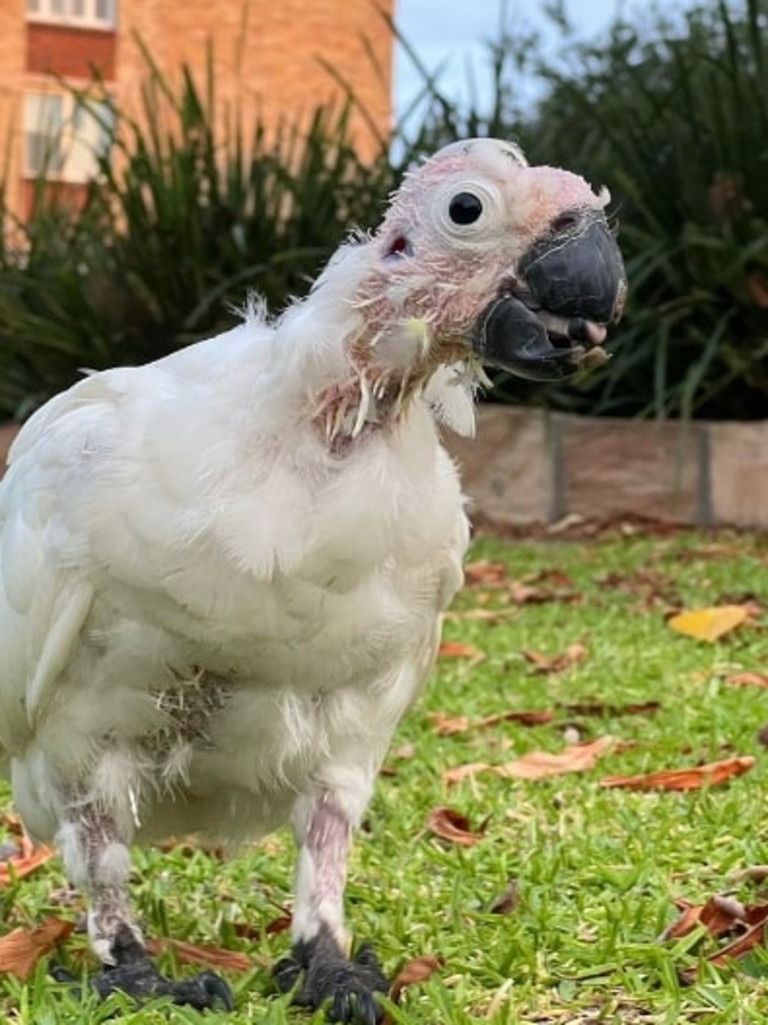 The picture of the Sulphur-crested Cockatoo that caught attention on social media. Picture: Facebook