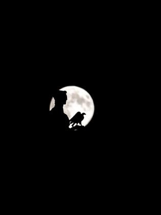 The super moon rises in the sky in front of "The Victor", a distinctive symbol of Belgrade, marking victory in WWI, in Belgrade, Serbia. Picture: Darko Vojinovic