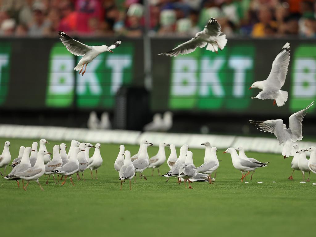 Seagulls at the MCG were a talking point throughout the Stars-Sixers clash, which ended with one bird being fatally struck. Picture: Getty Images