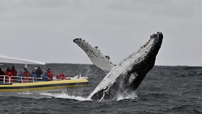 A Humpback whale spotted by Pennicott cruise participants off South Bruny Island. Photographer: SCOTT GELSTON.