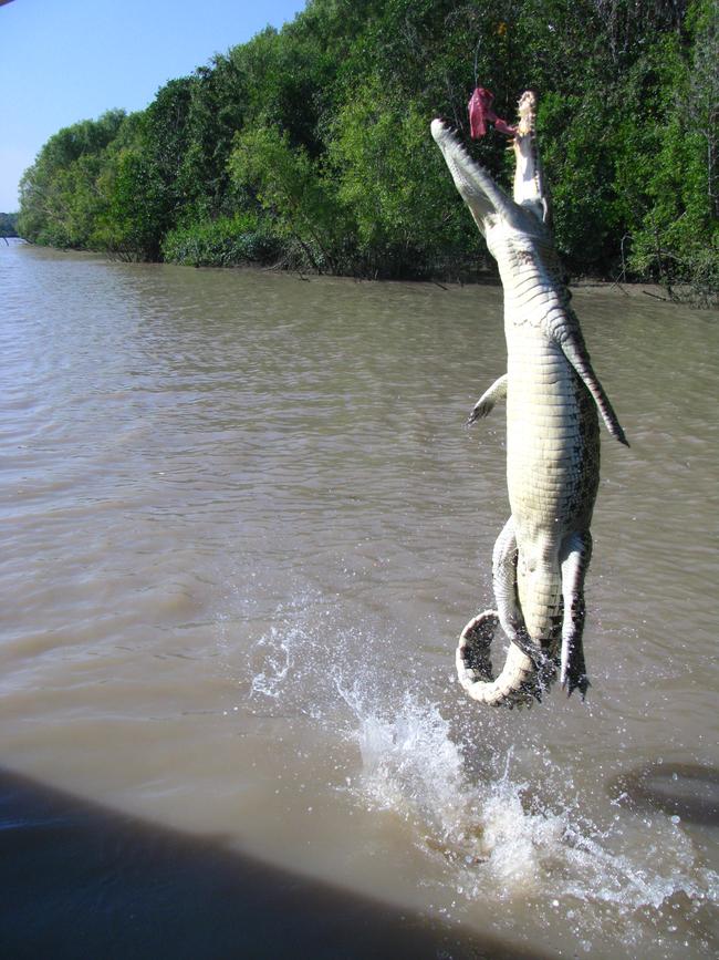 2014: A 1.5m saltwater crocodile jumping for a feed on Adelaide River. Picture: Supplied