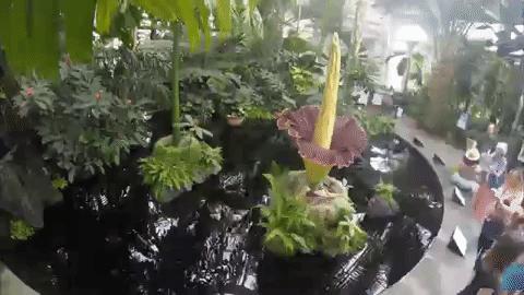 Timelapse Shows Bloom and Wither of Corpse Flower in Botanical Garden