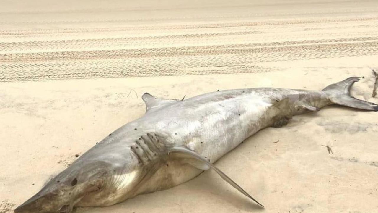 An endangered mako shark washed up on K'gari.