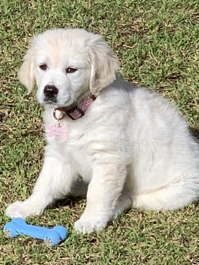 Molly not chewing an expensive chew toy filled with peanut butter.