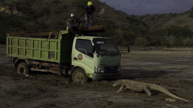 An endangered komodo dragon faces off against a construction vehicle on Indonesia’s Rinca Island.