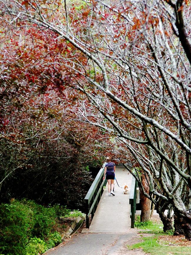 The Camellia Gardens in Caringbah is another favourite place for Maynard. Picture: John Appleyard