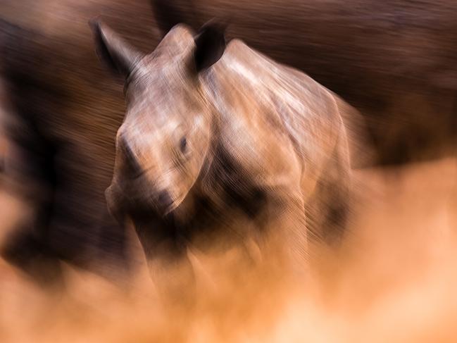 Remembering Rhinos: Brendon Jennings (white rhino, South Africa) www.rememberingrhinos.com/kickstarter