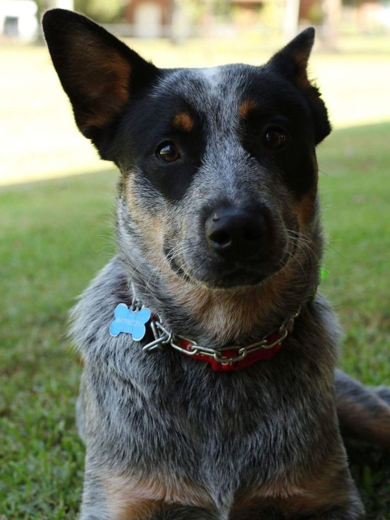 Caboolture’s top cutest dogs revealed for 2020 | Photo gallery | The ...