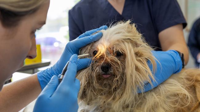 Some dogs had serious eye issues. Picture: RSPCA