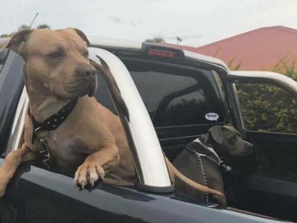 Sarge the pet dog (left) has been given a destruction order by the Moreton Bay Regional Council after he is alleged to have bit someone. Picture: Sarge's family.