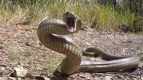 A Marian man in his 20s was bitten by a snake. File Photo.