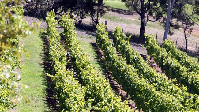 Plans have been lodged with the City of Greater Geelong to open a “modest” wine cellar door and tasting room in Curlewis. Picture: File winery picture.