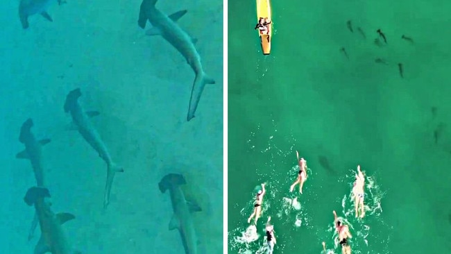 Gold Coast locals had a remarkable up-close encounter with a group of sharks this weekend. Picture: Instagram