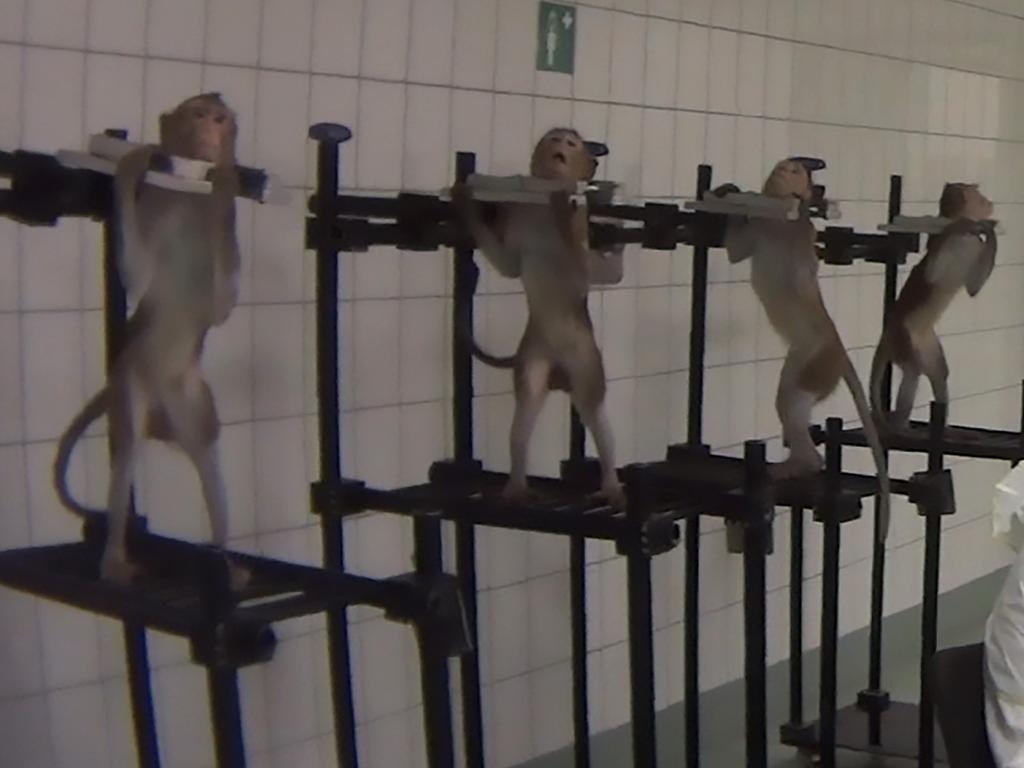 The monkeys screamed in pain. Picture: Cruelty Free International/Newsflash/australscope