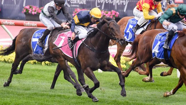 Arkansaw Kid will have his first start as a gelding in the Regal Roller Stakes at Caulfield on Saturday. Picture: George Sal/Racing Photos via Getty Images