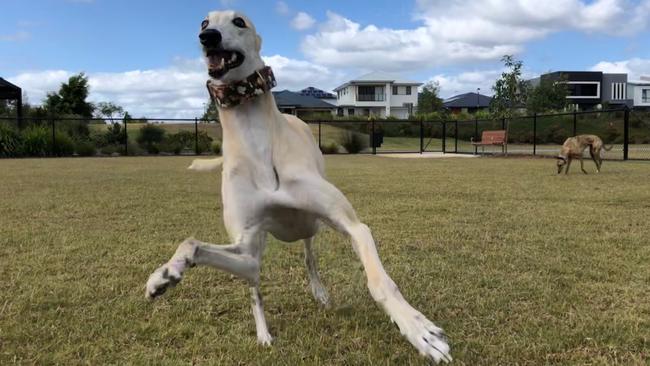 Gracey and Mochi enjoying Xenia Park at Helensvale on the Gold Coast. Picture: Amanda Robbemond