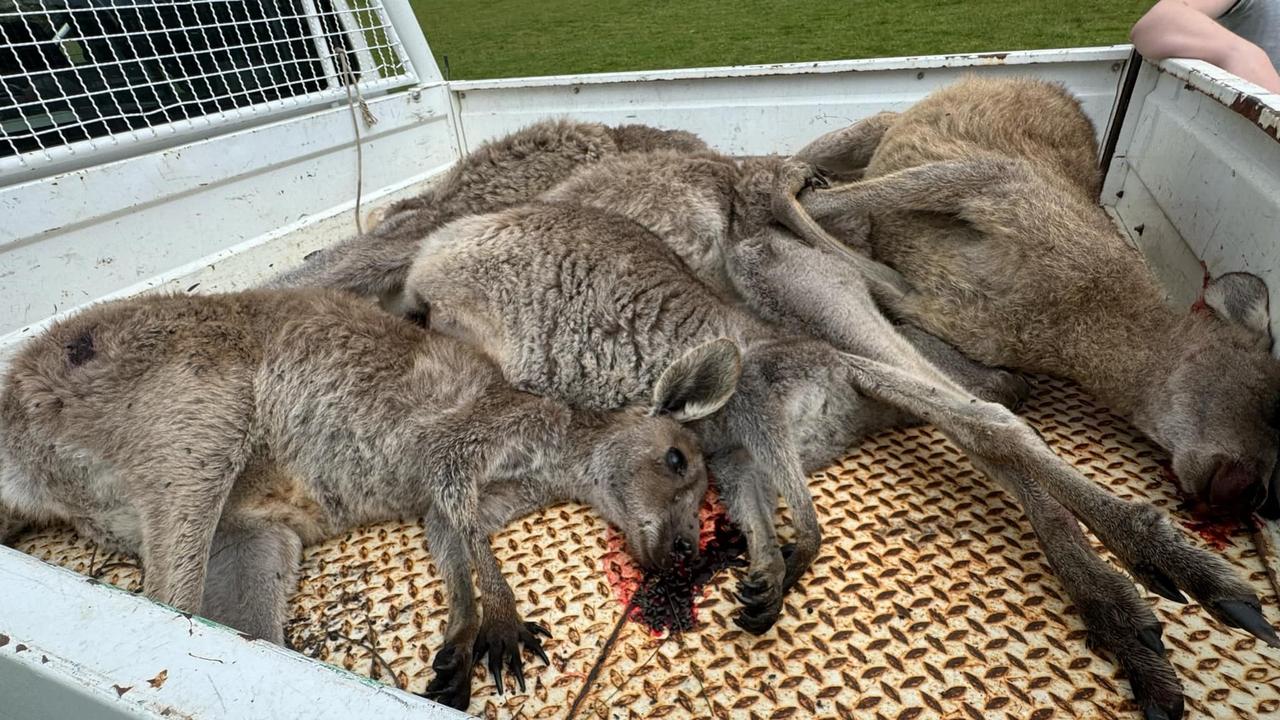 Seven kangaroos were killed, four of them shot, southeast of Melbourne.