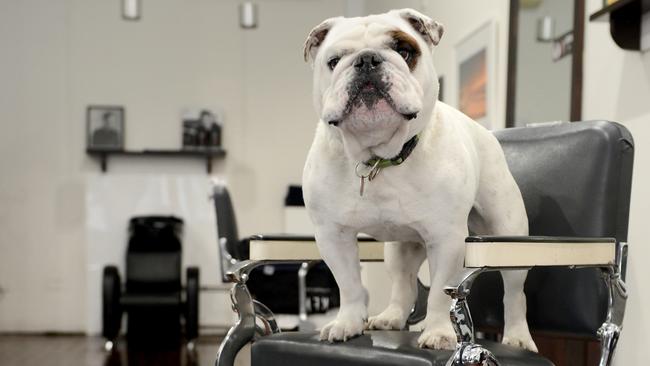 Lenny the British bulldog from The Mens Room. Picture: Tricia Watkinson
