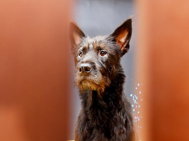 An abandoned dog was thrown over the fence at Paws Darwin (Humpty Doo Vet Clinic).