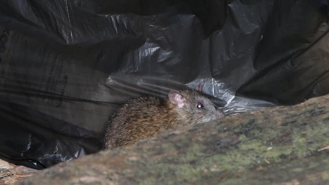 A brown rat, also known as the common sewer rat, enjoying a night out feasting in Surry Hills. Picture: Bill Hearne