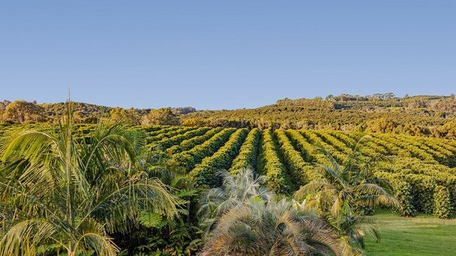 What a morning view! Kahawa Estate Coffee, based at Teven, is on the market.