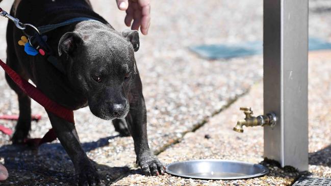 The heart-broken owners of a dog that died after being poisoned have spoken out in the hope of stopping another tragedy. Picture: Patrick Woods.