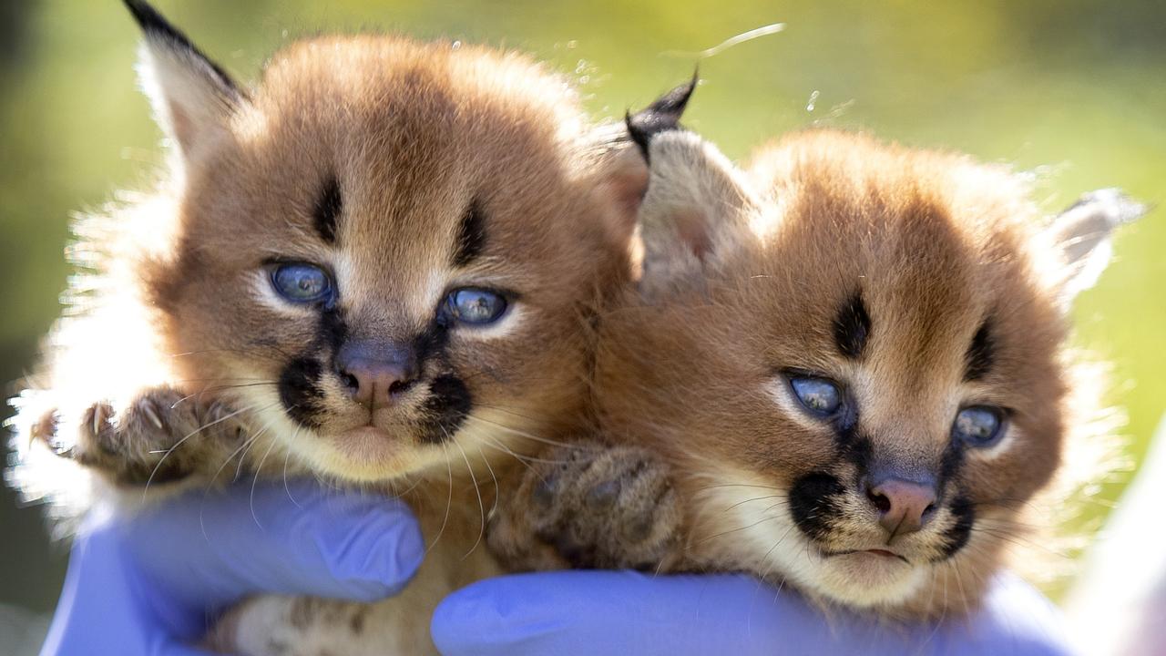 Wildcats Rare Caracal Kittens Born At The Wild Cat Conservation Centre