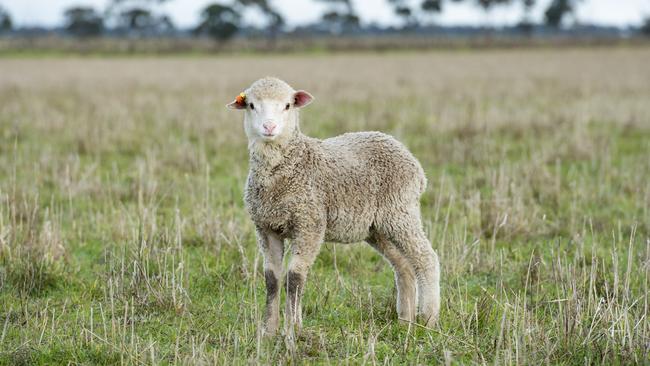 Animal welfare groups say its possible to breed sheep that don’t need mulesing.