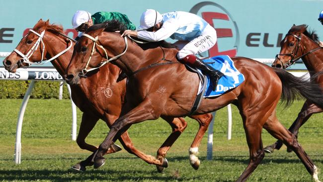 Montefilia is ideally suited stepping up to 2000m in the Kingston Town Stakes. Picture Grant Guy