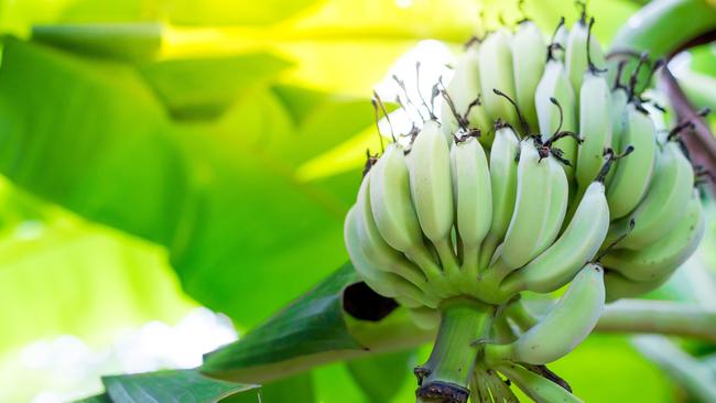 Australia produces 388,000 tonnes of bananas a year.