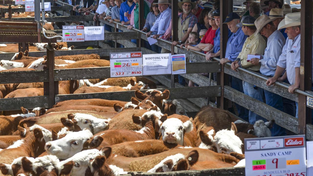 Feedlots hold cards on calves