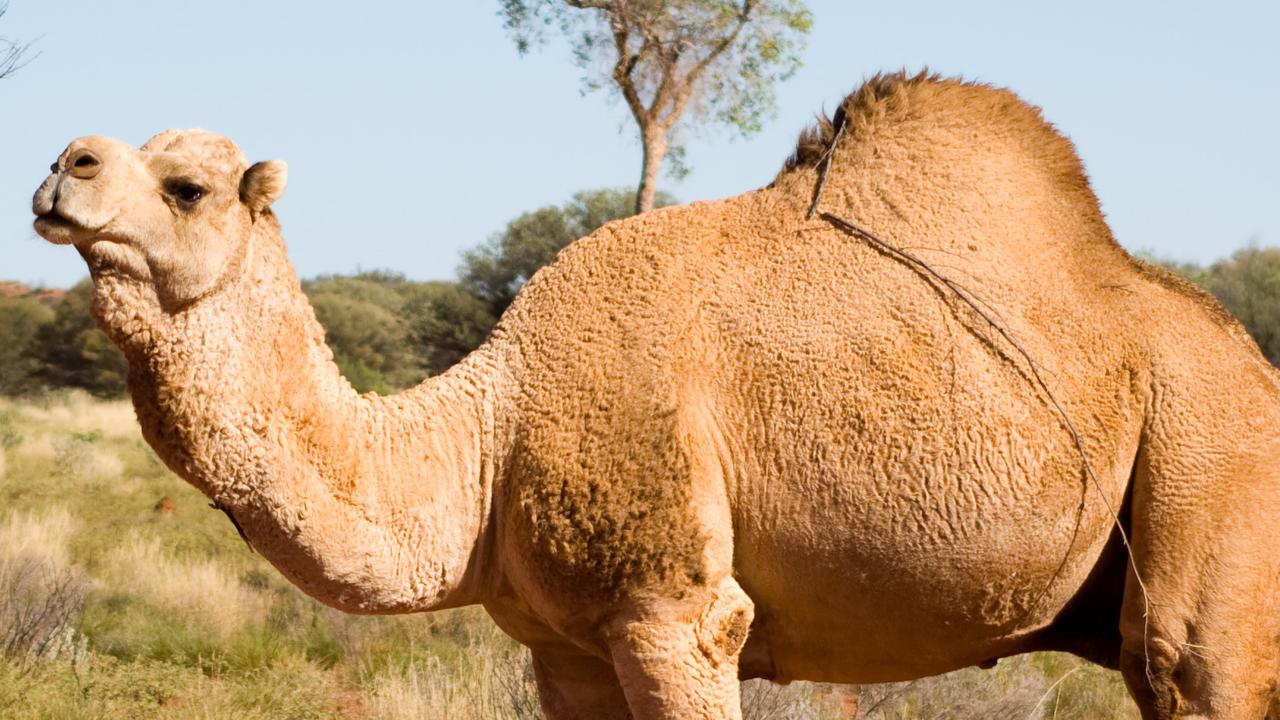 Feral camel cull in northwest South Australia to begin this week | news