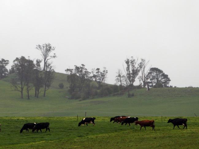 The rain falls on paddocks along the bass Highway near Latrobe.