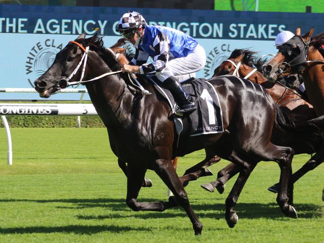 Special Reward makes his long awaited return to racing in the Takeover Target Stakes at Gosford. Picture: Grant Guy