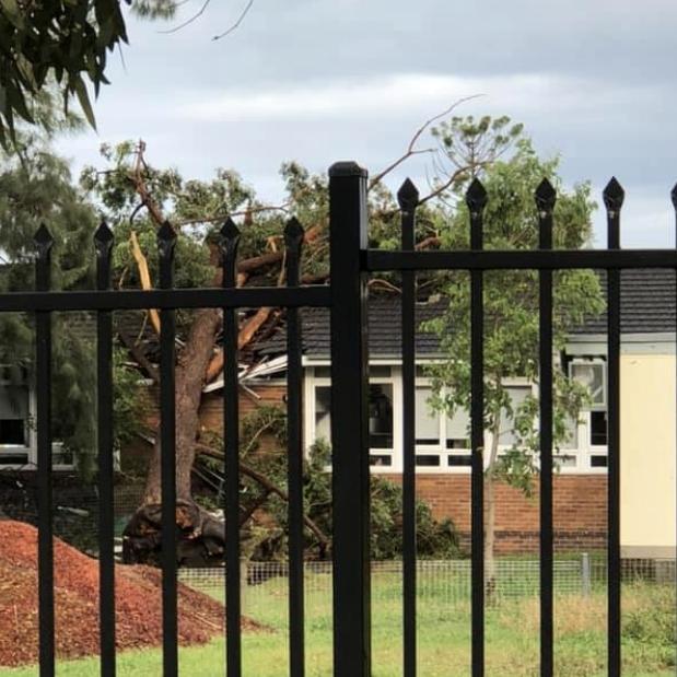 A tree has fallen on Sylvania Heights Public School. Picture: Supplied