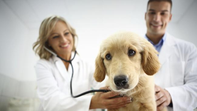 Generic photo of a dog and a vet. Picture: iStock