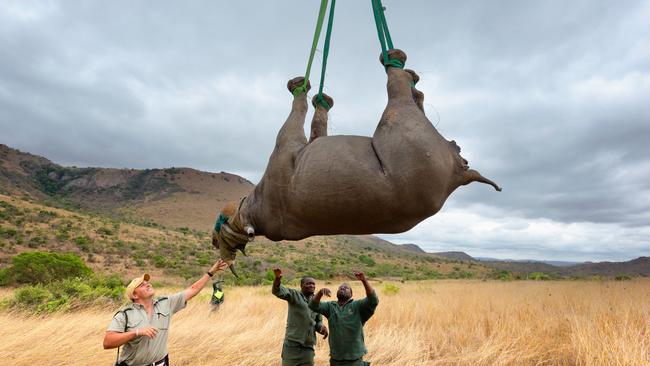 A black rhinoceros is prepared for airlift by helicopter at Ithala game reserve in South Africa. Picture: Alamy