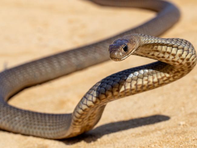 Australian Eastern Brown Snake being defensive