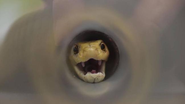 The deadly coastal taipan was carefully restrained while the wounds were treated with the help of a local anaesthetic. Picture: Joe Mackereth