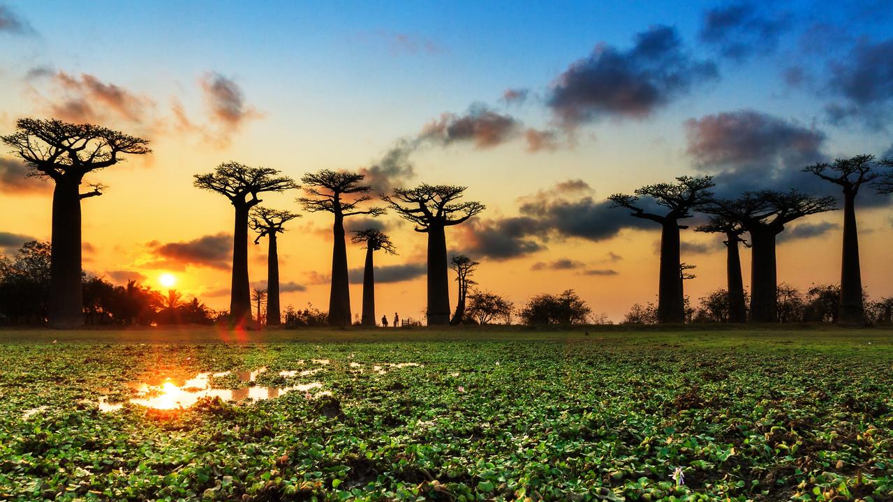 Beautiful Baobab trees at sunset. Picture: istock