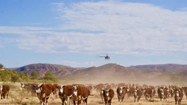 The Northern Territory cattle industry in action. Picture: Nicole Hayes