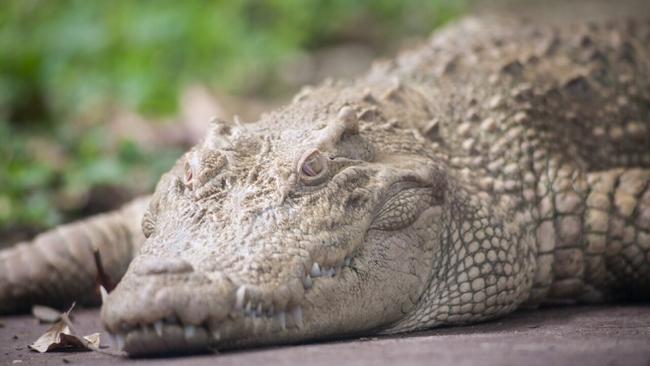 Sky News host Caleb Bond will be getting himself a pair of ‘crocodile ...