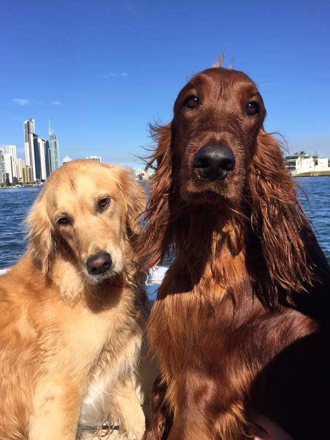 Melissa Stone’s dogs Macey (a golden retriever) and Bentley (an irish setter) both love swimming and boating days on the beautiful Gold Coast.
