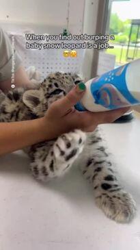 These snow leopard cubs get burped like a baby