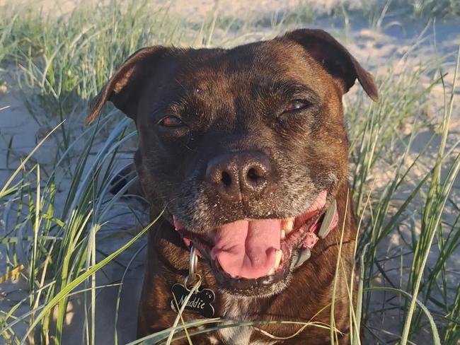 Gold Coast resident Maria Childs is planning an appeal through the Queensland Civil and Administrative Tribunal after her eight-year-old English staffy, Maddie, was declared dangerous.