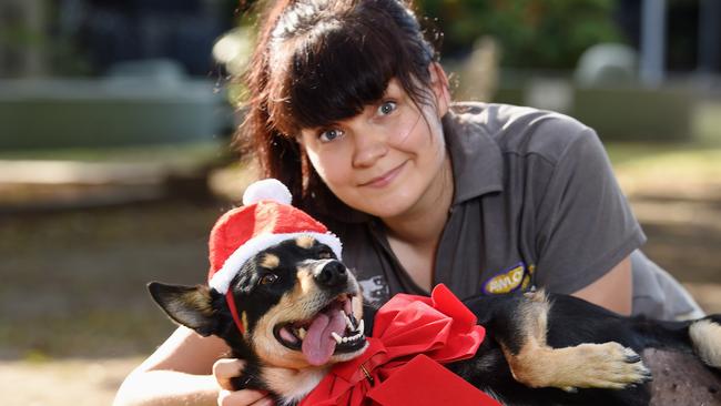 With your help this Christmas pets could have the pawfect home until they are reunited with their soulmates.