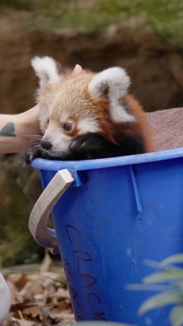 Aussie zoo welcomes endangered red panda twins