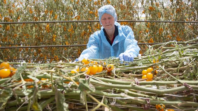 Annette Pulbrook inside a greenhouse at Perfection Fresh in November last year. Picture: Brett Hartwig